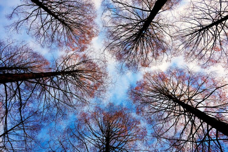 Bäume im blauen Himmel