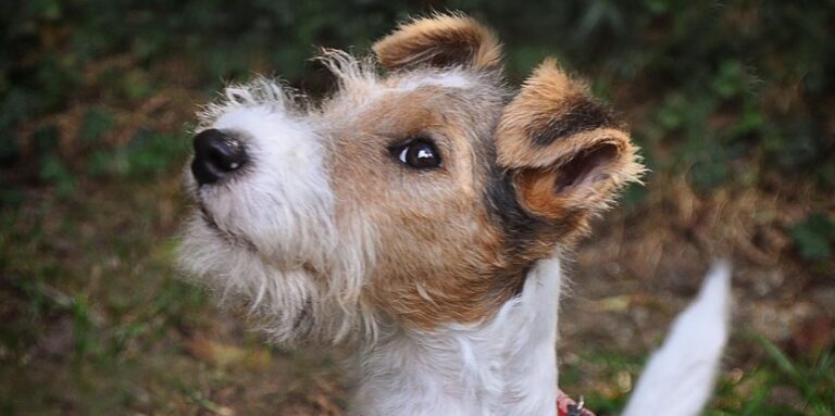 Foxterrier