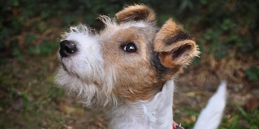 Foxterrier