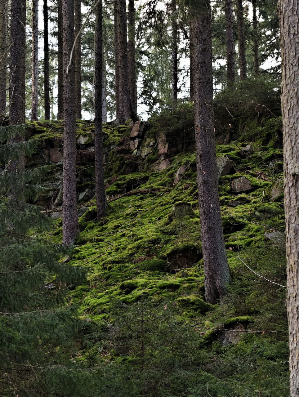 Pockau Wald