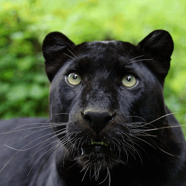 Panther