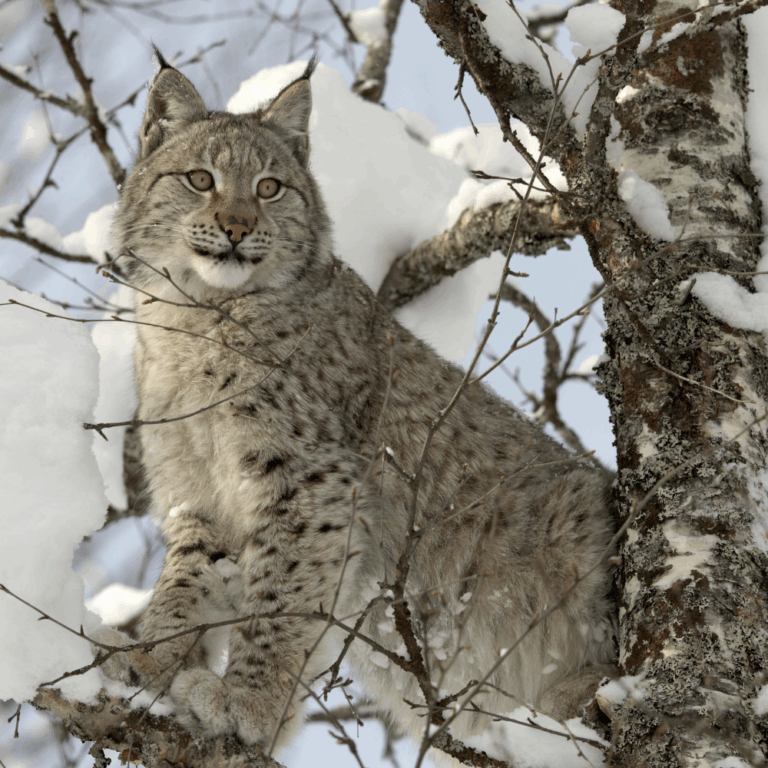 Die Seele des Luchses