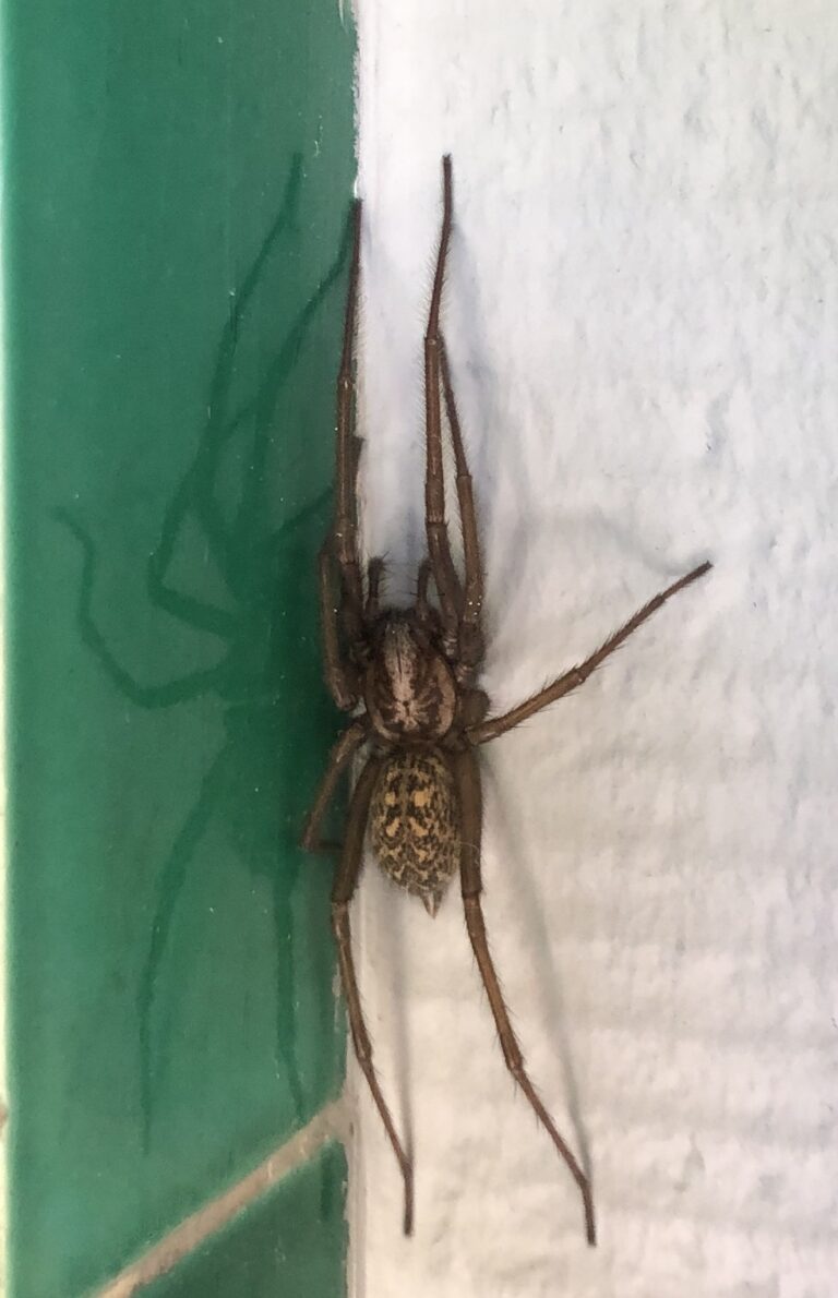 Die Seele der Spinne