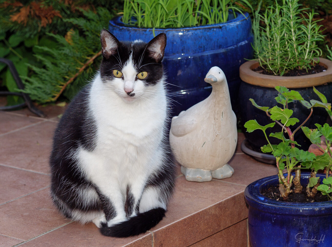 lilli ente P1237607 e1748428099944